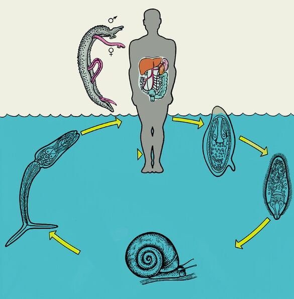 Gambar rajah kitaran hayat Schistosoma