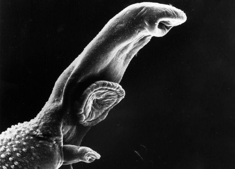 Schistosoma adalah parasit yang kitaran hayatnya memerlukan perumah perantaraan. 